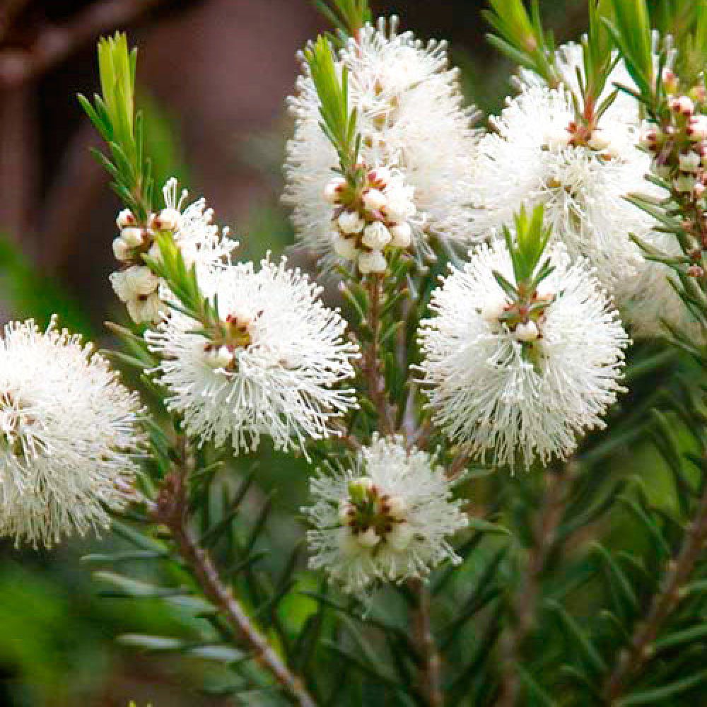 extracto de arbol de te en flor