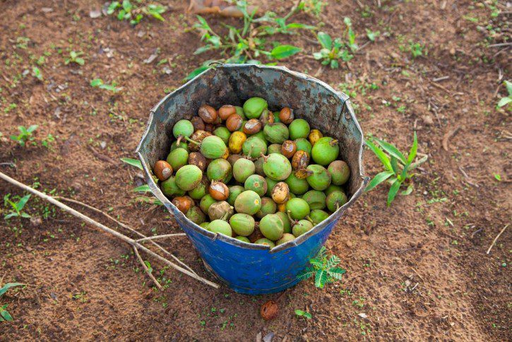 frutos de karité